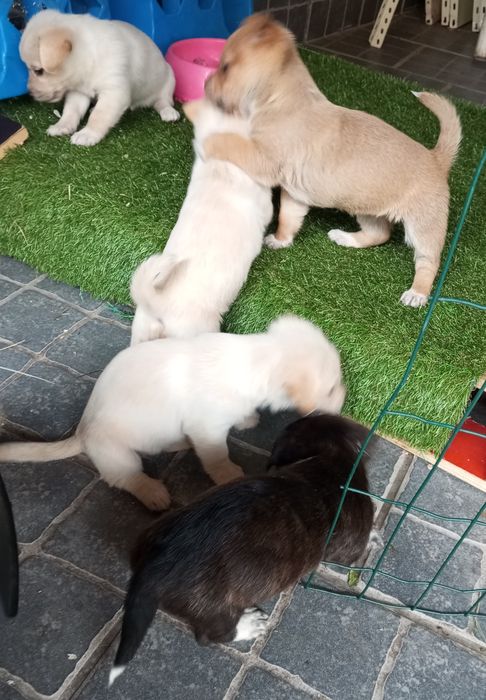cãezinhos procura o melhor dono