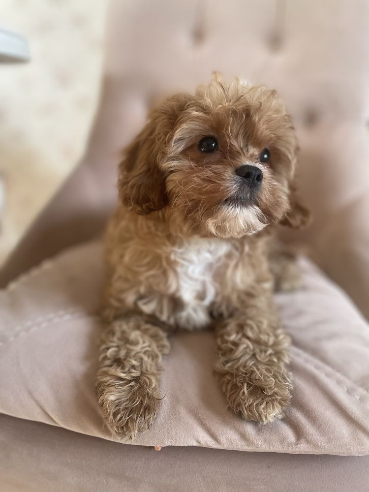 CAVAPOO RED mini piesek mix Cavalier King Charles Spaniel & Pudel toy