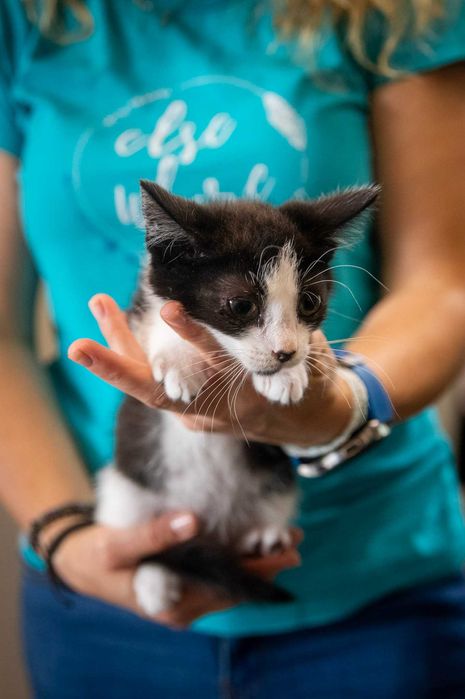 Grześ – koci przyjaciel do adopcji