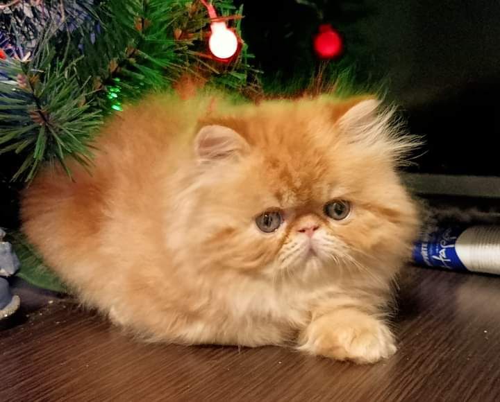 Персидський хлопчик рудий .