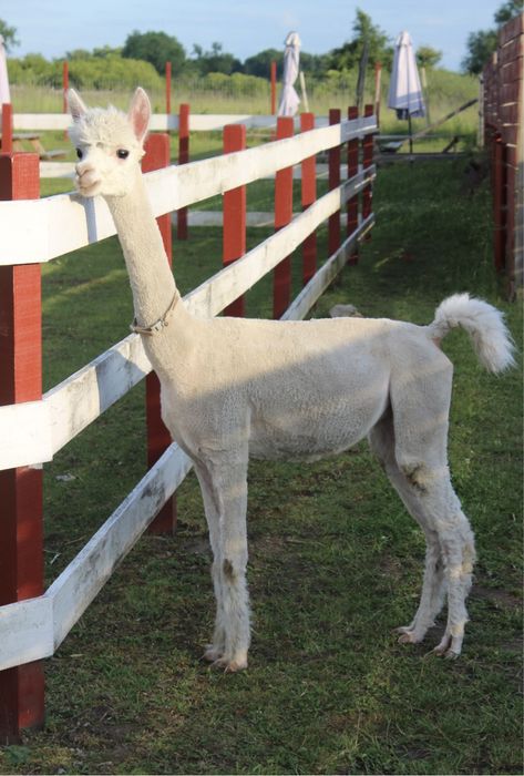 Biala samica alpaka huacaya pracujaca w alpakorekreacji i terapii