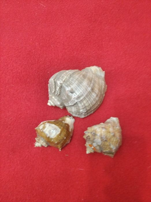 Ракушки морские.
