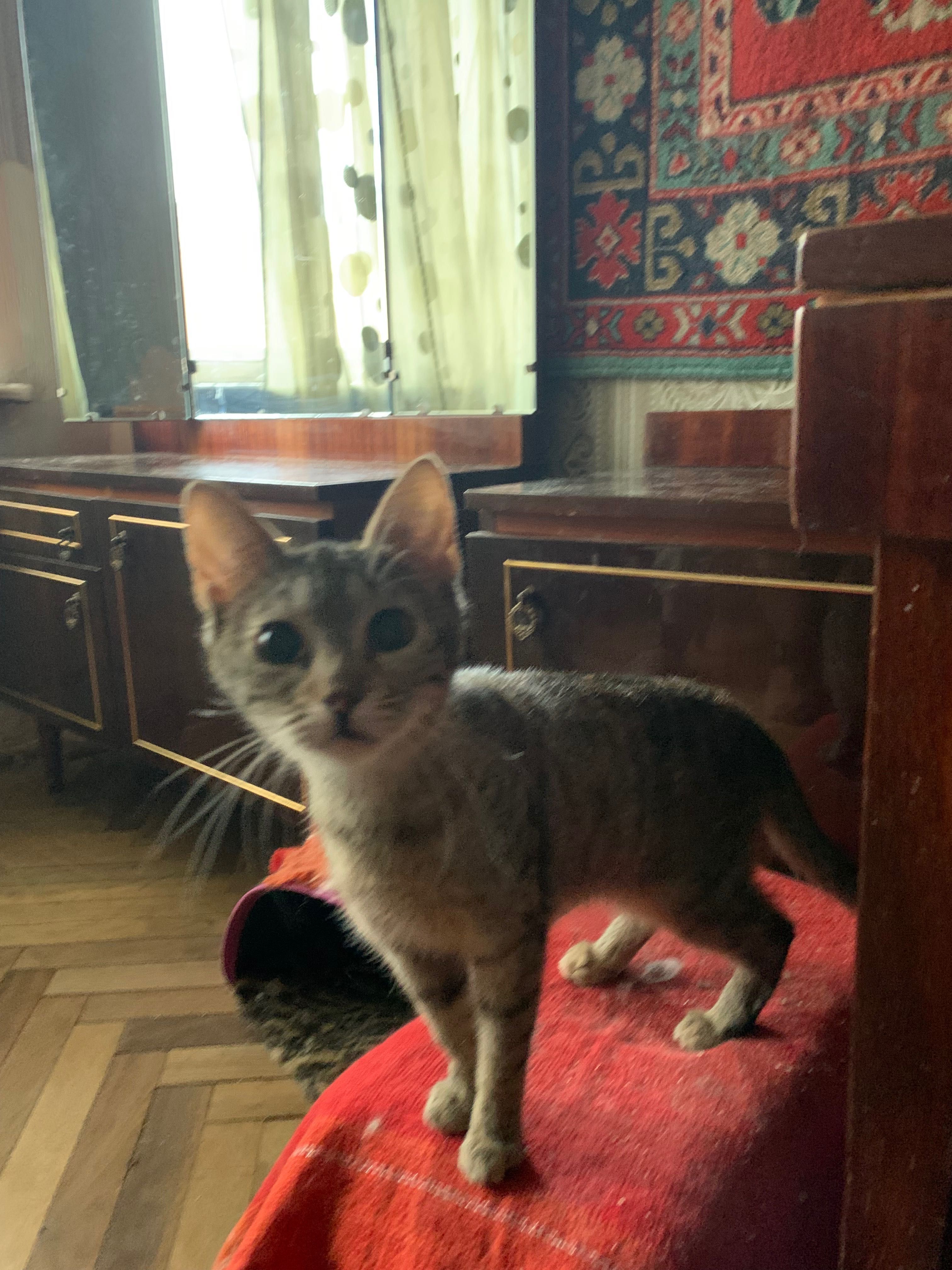 Кошеня-підліток шукає дім