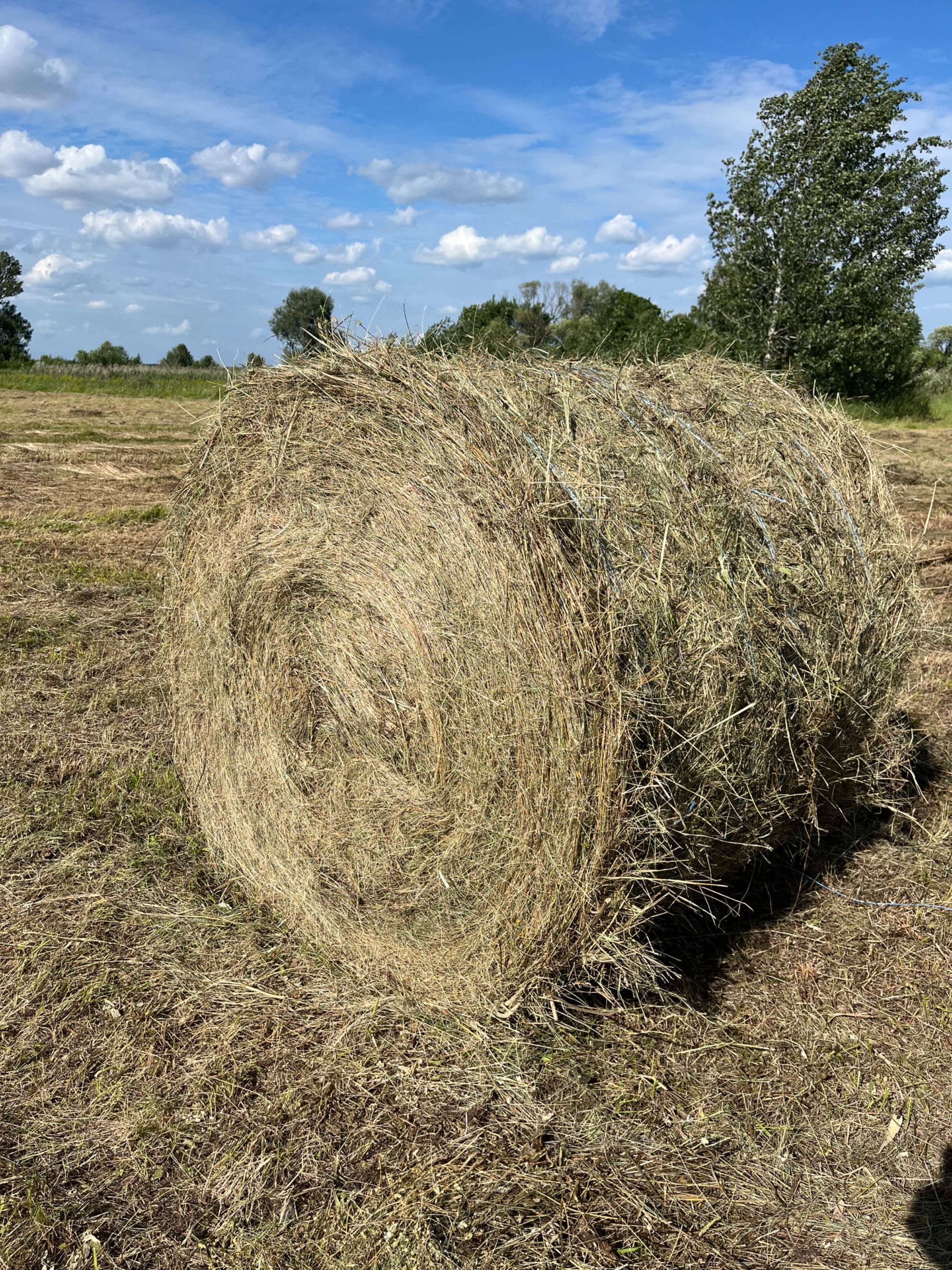 Продається сіно в тюках ( лугове)