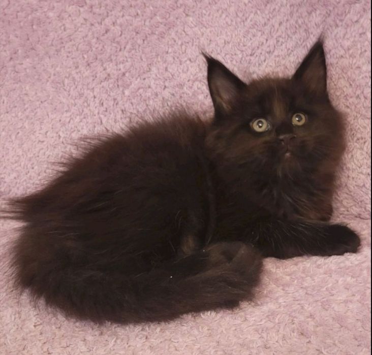 котята мейн-кунов из  международного питомника