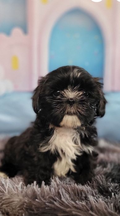 Shih-tzu shihtzu pies z rodowodem odbior początek grudnia