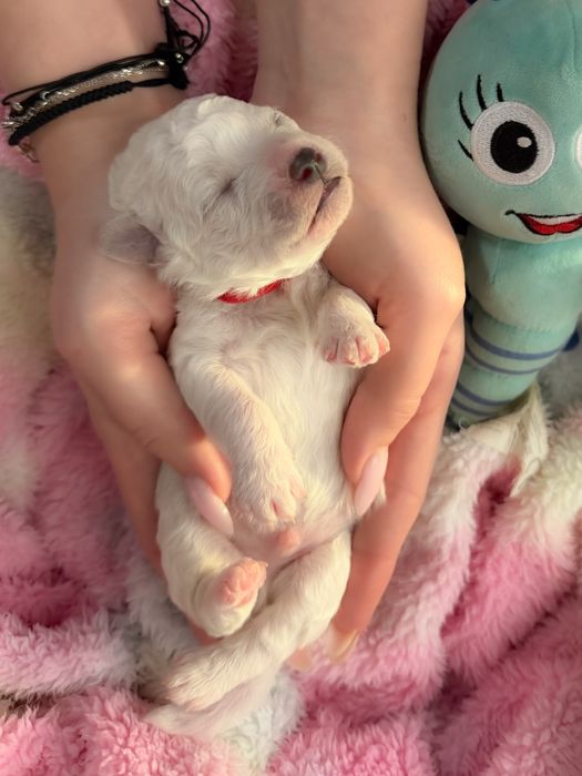 Bichon Frise ZKwP FCI