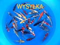 Karpie koi do oczka wodnego legalna szybka wysyłka