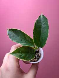 Hoya multiflora albomarginata
