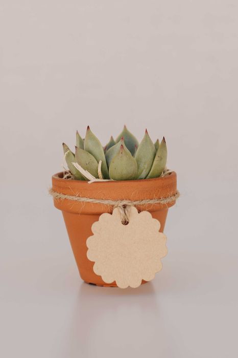 Lembrança suculenta vaso mini