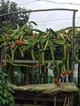 Planta / Árvore Pitaya ou fruta do Dragão