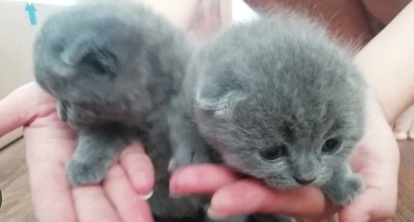 Продам британських котят