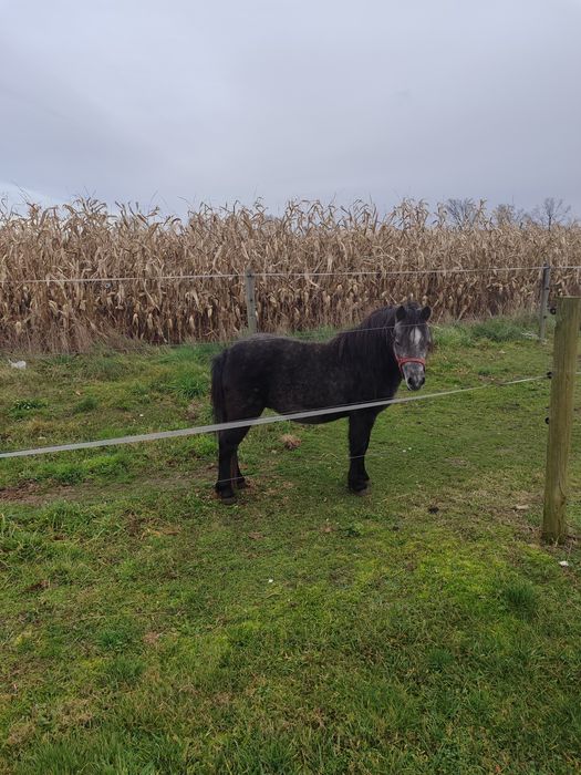 Kuc walijski 118 w kłębie