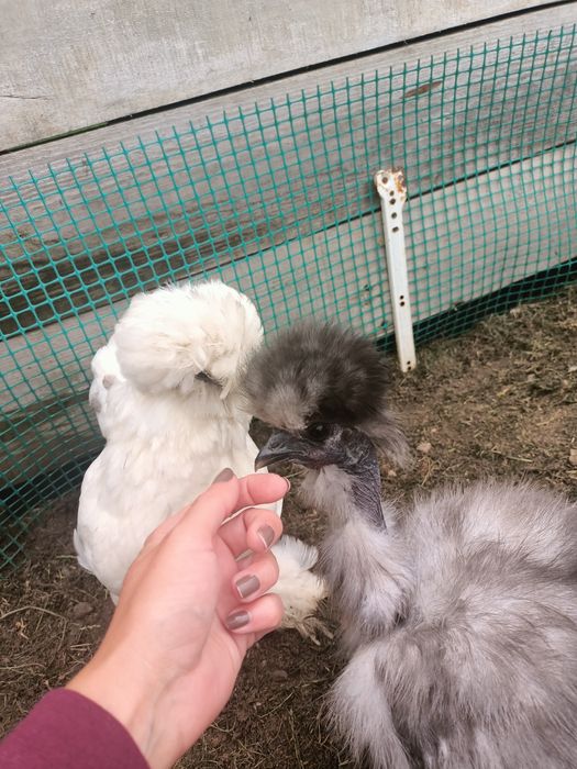 Jajka lęgowe od moich silek ( kura jedwabista,satynowa, lok)