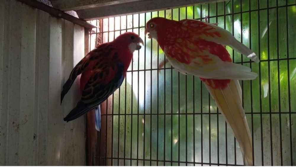 Ring Neck Roselas