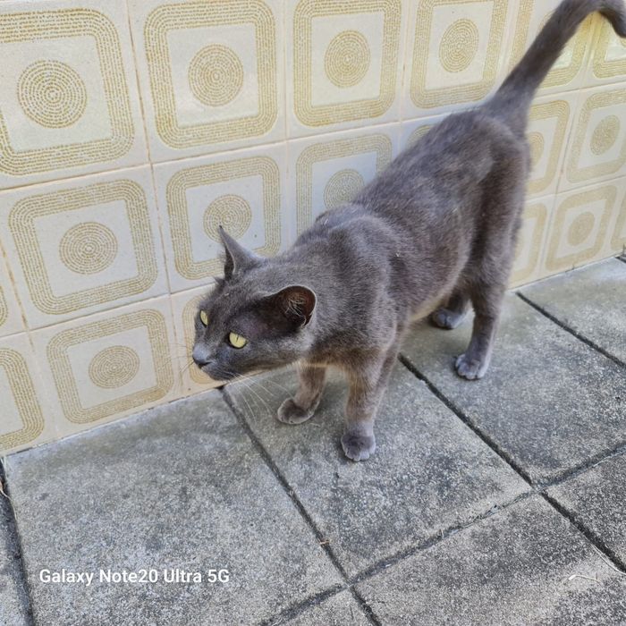 Bonie gatinha 1,2 anos
