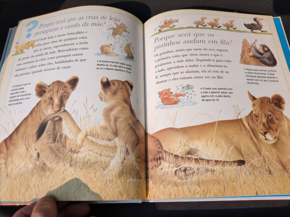 Porque Será Que os Cangurus Têm Bolsas de Jenny Wood