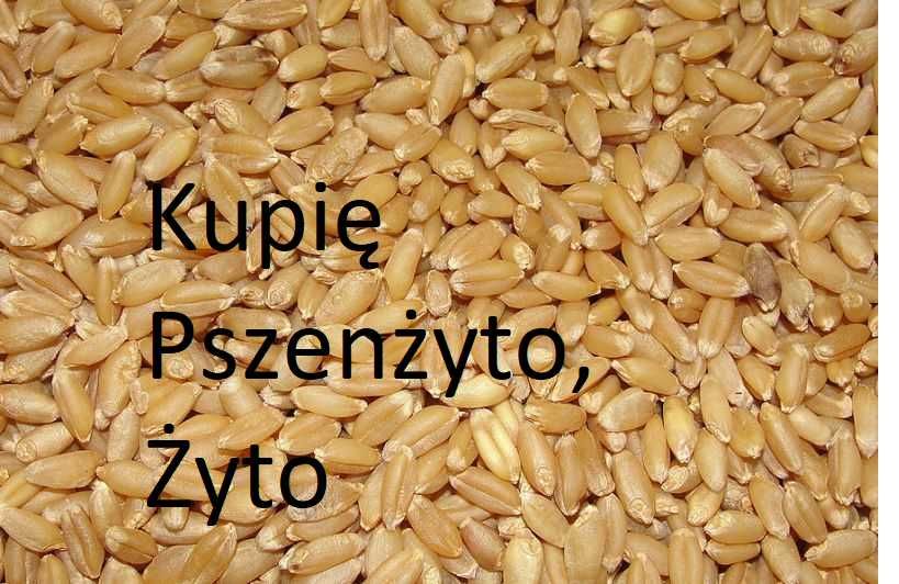 Pszenżyto paszowe