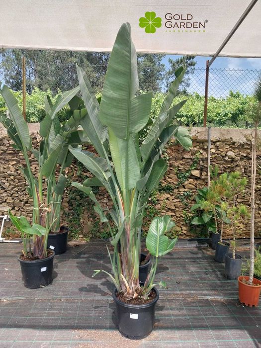 Estrelícias Gigantes