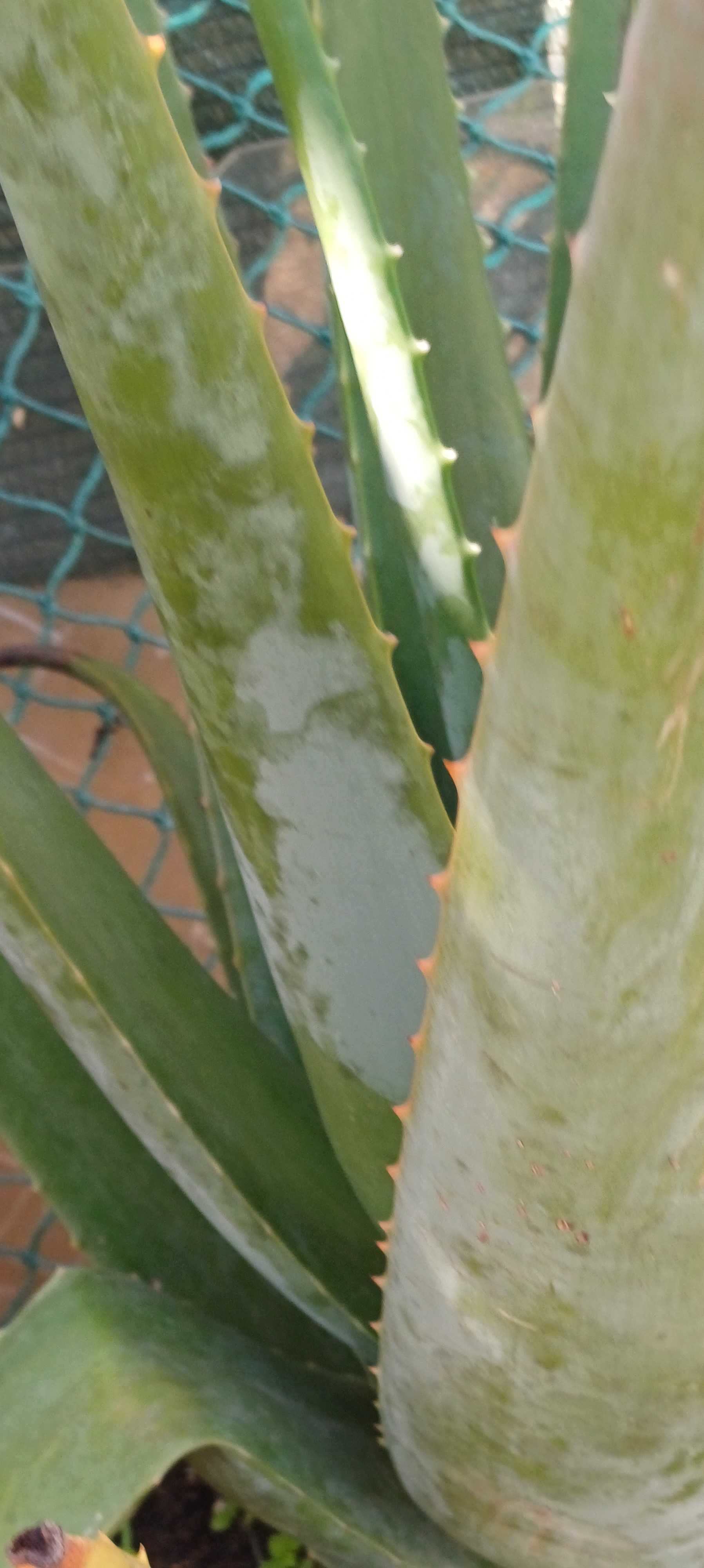 Aloe Vera Grande (em vaso)