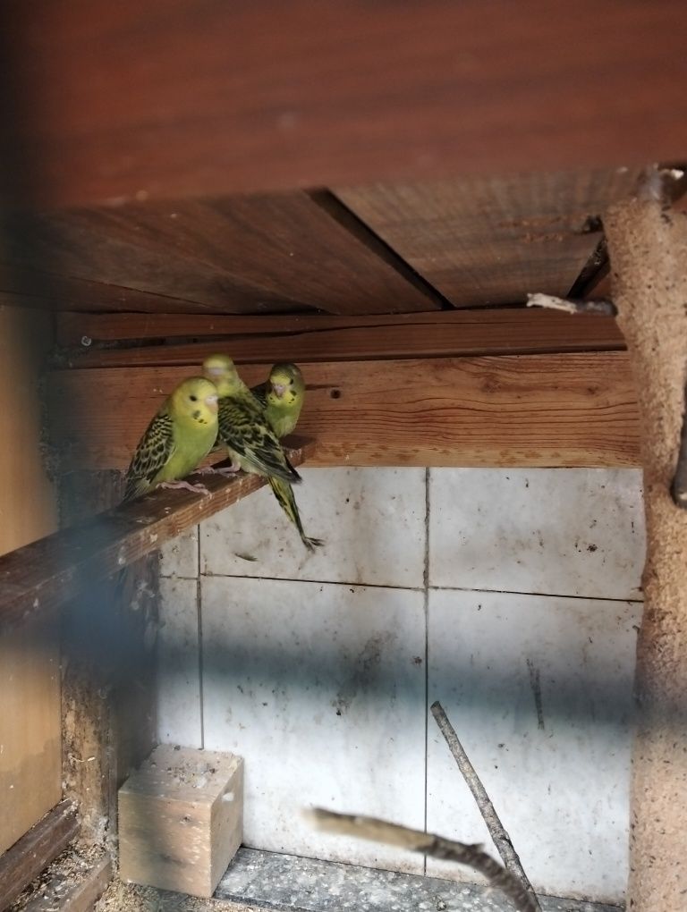 Piriquitos novos
