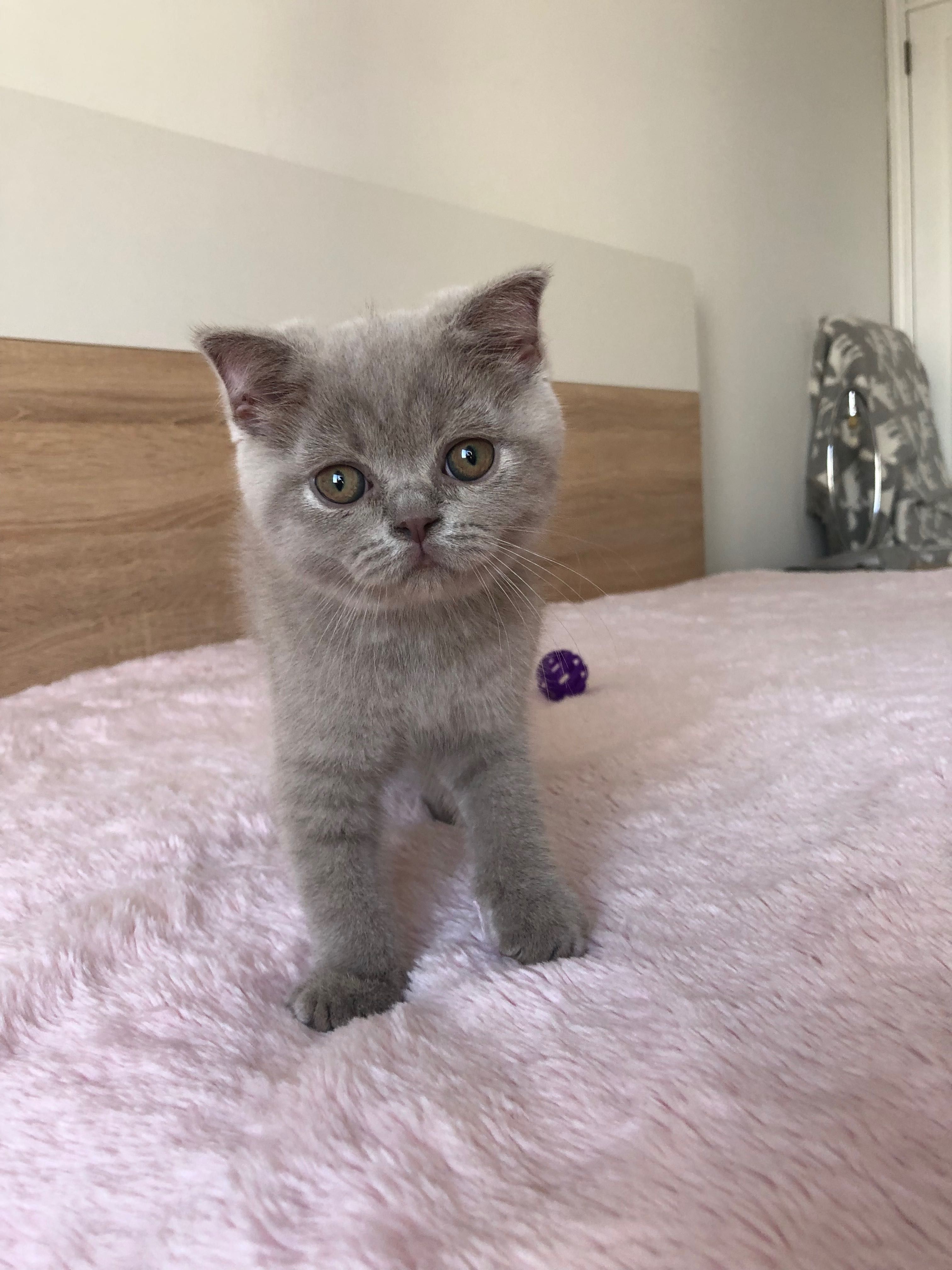 Fêmea Scottish Fold Lilac