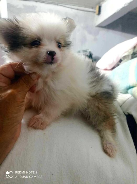 Lulu da Pomerania acasalamento acidental com Yorkshire Terrier