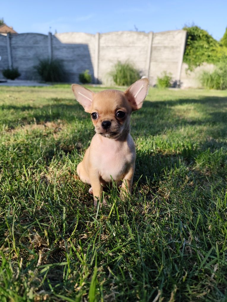 Beżowa dziewczynka chihuahua