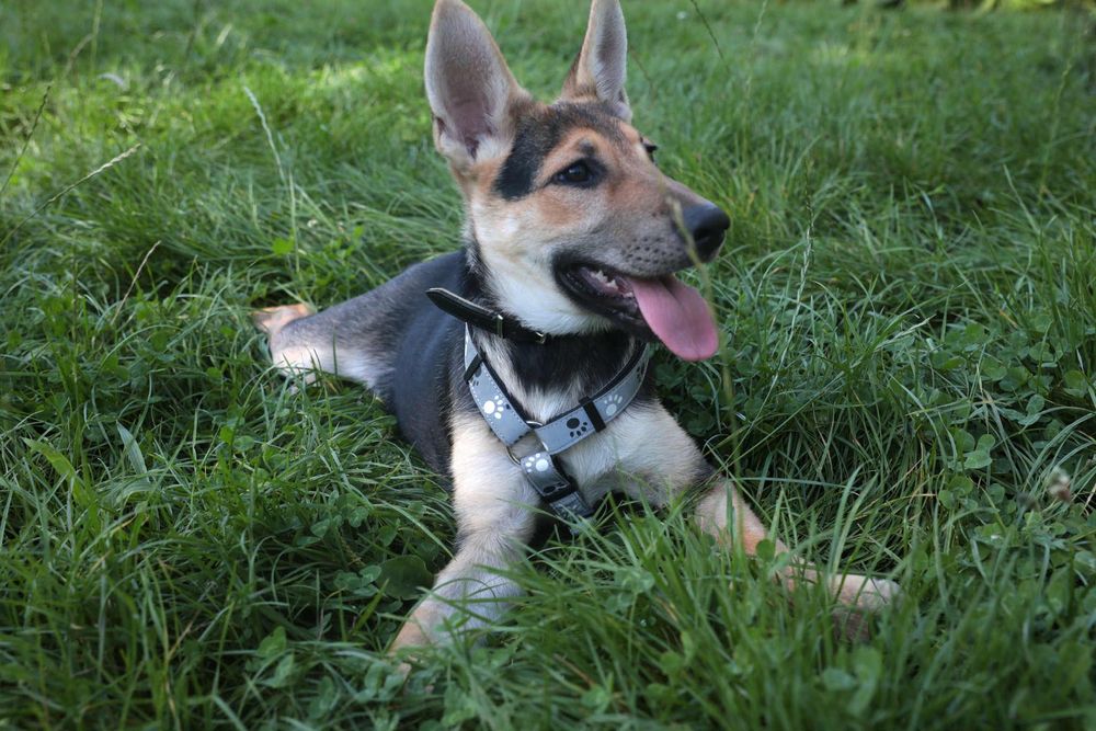 Zadbana i cudowna sunia ,szczeniak,szuka domu.