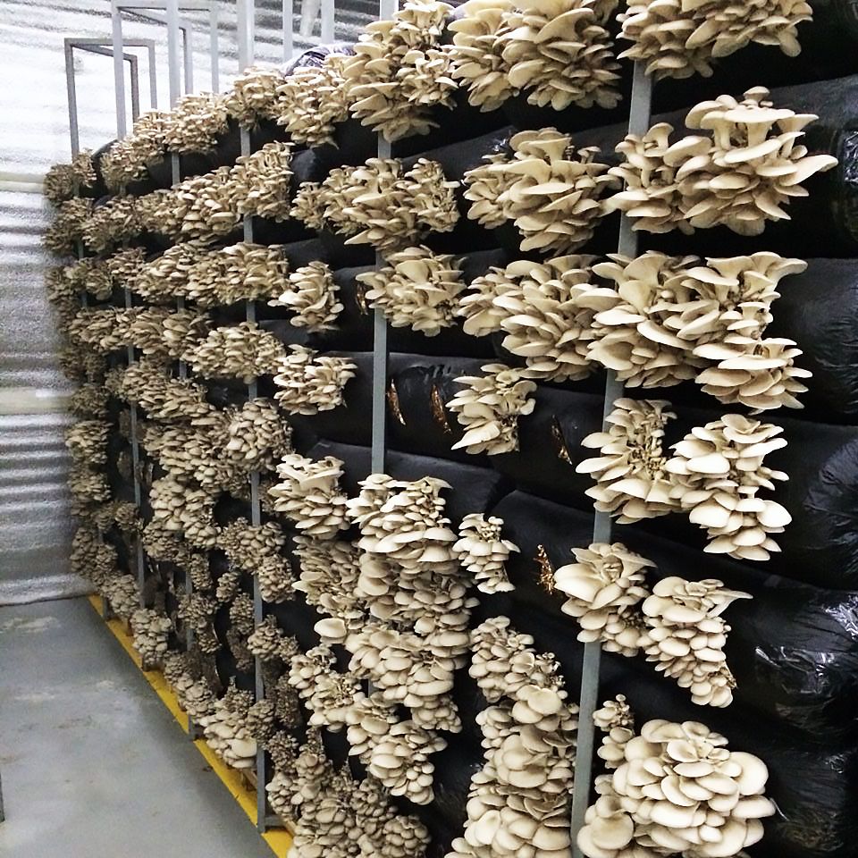 Отработаные грибные блоки