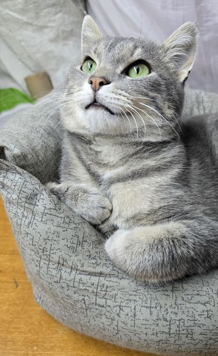 Котик 7 місяців.  Шукає дім.