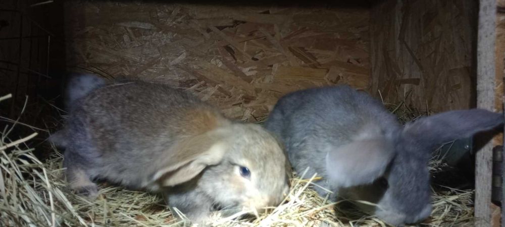 króliki małe  mieszanka barana francuskiego