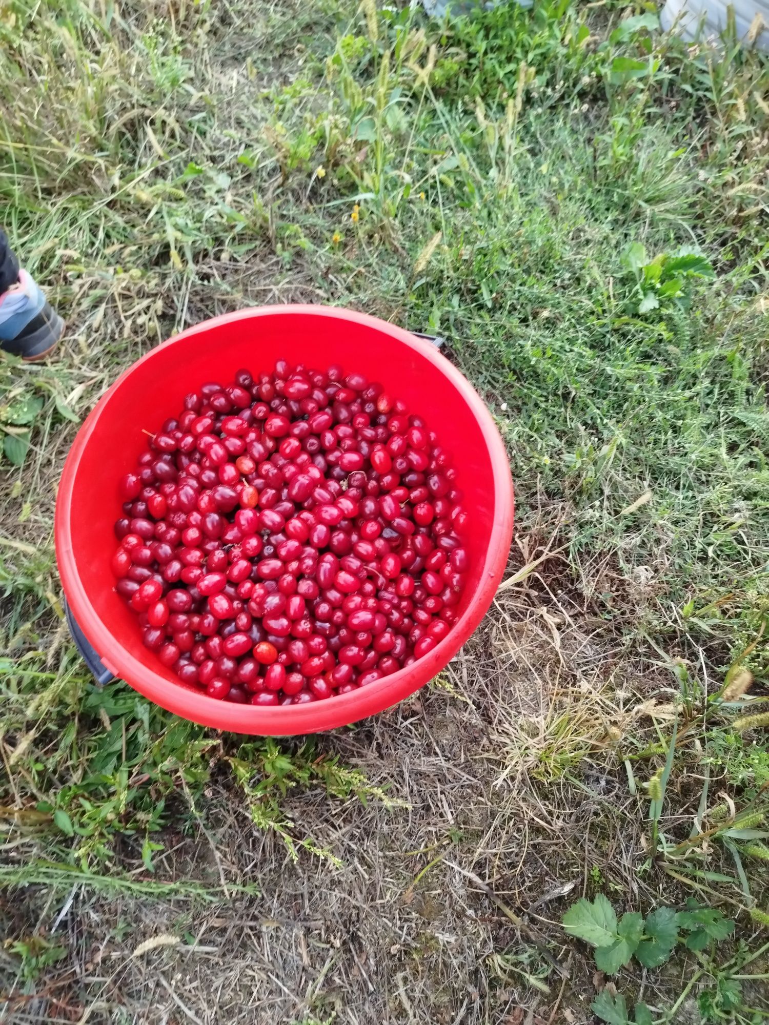 Owoce dereń jadalny , nalewka, dereniówka
