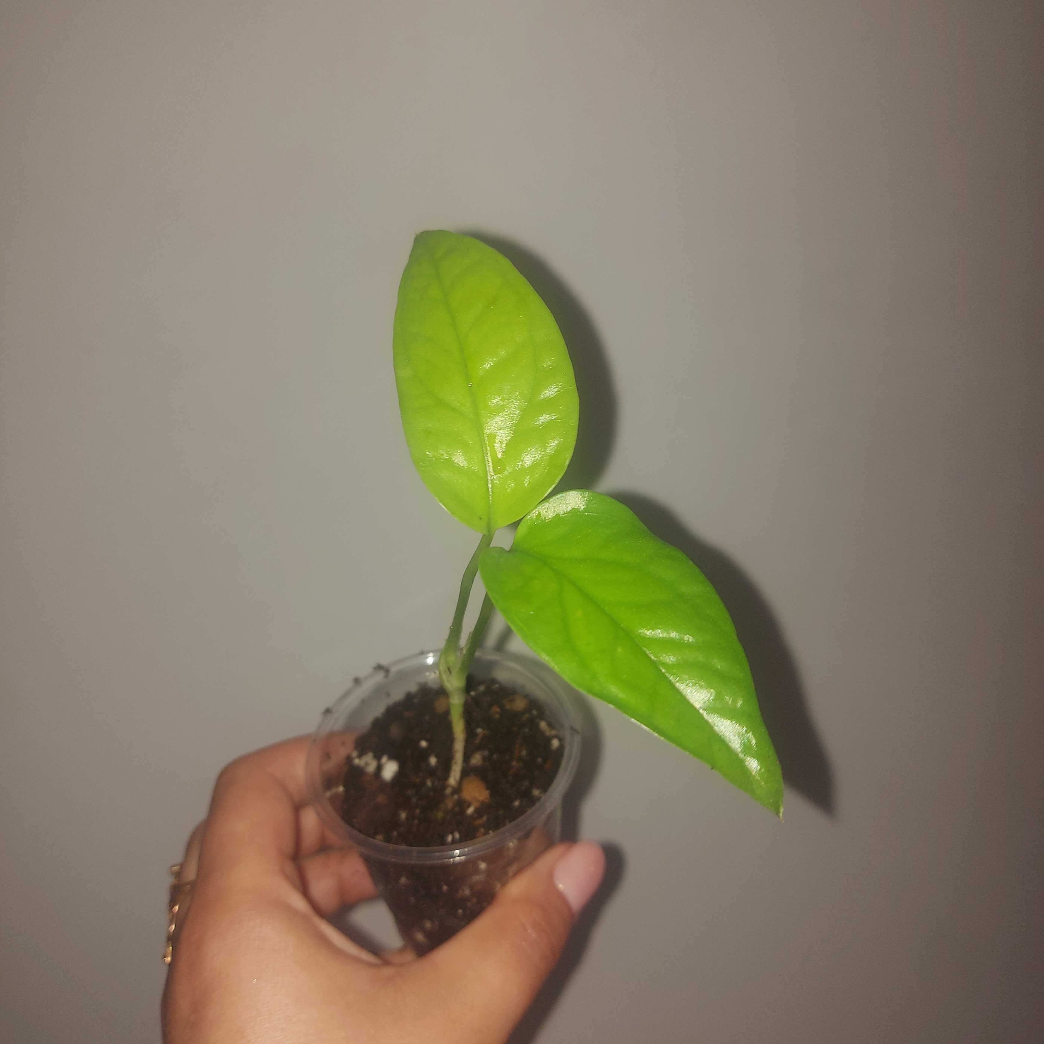 Epipremnum pinnatum neon