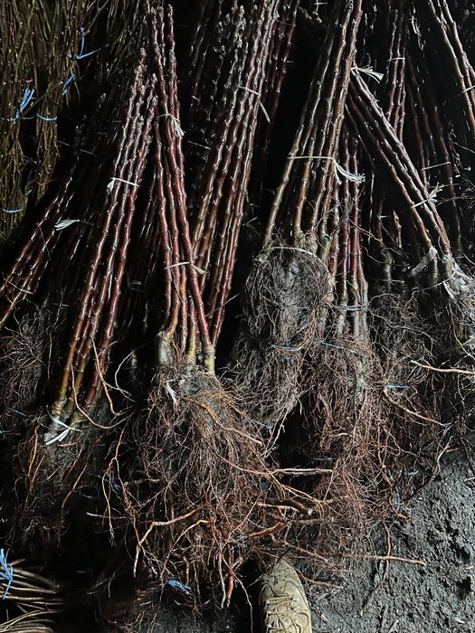 Саджанці плодових дерев