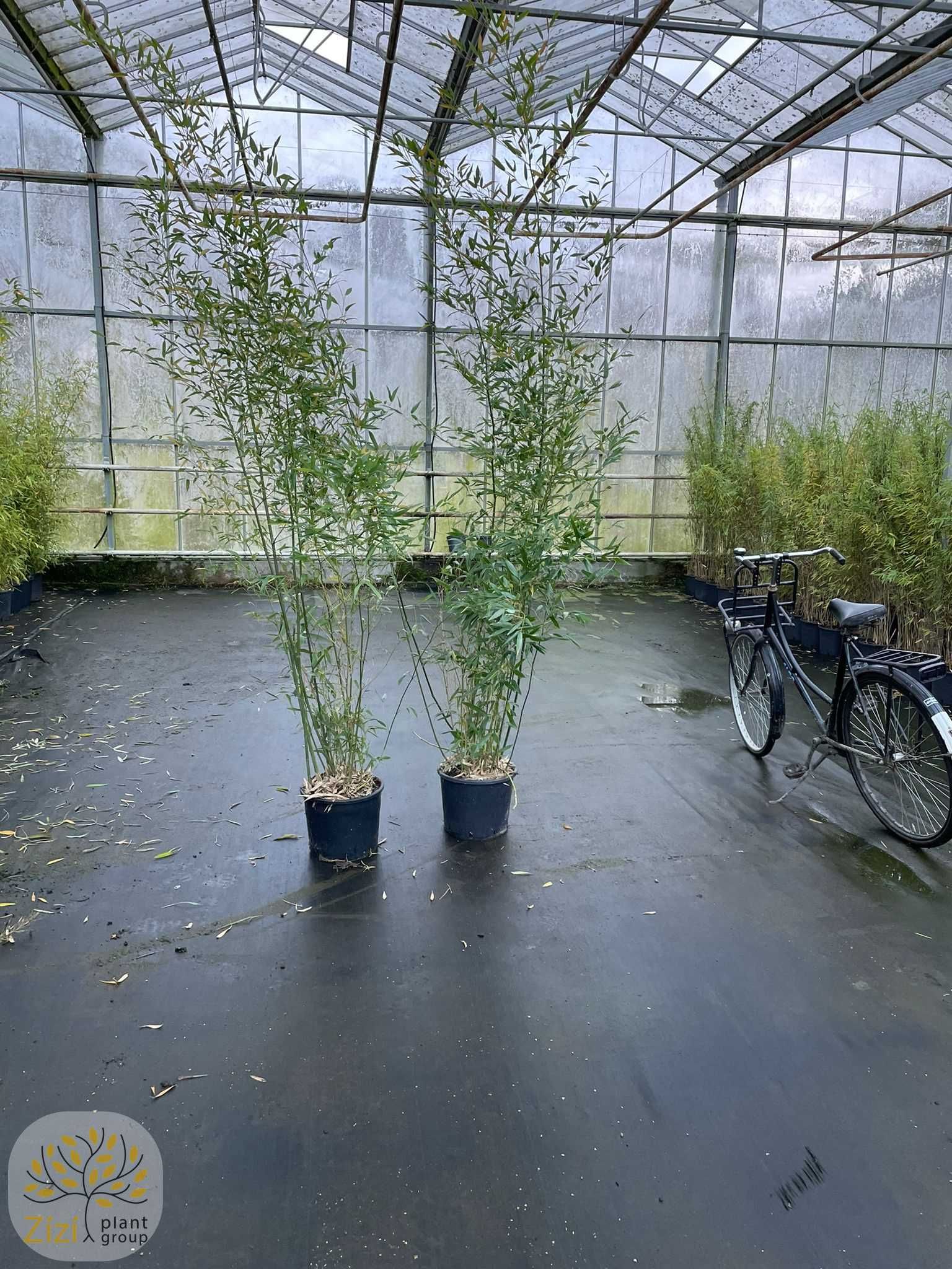 Filostachys / Bambus / Phyllostachys / Nigra Bissetti / Wys.1,5-5m