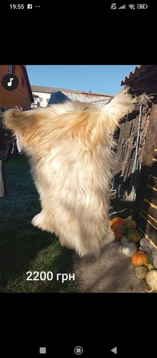 Козина та овеча шкуру в хату чи для шиття