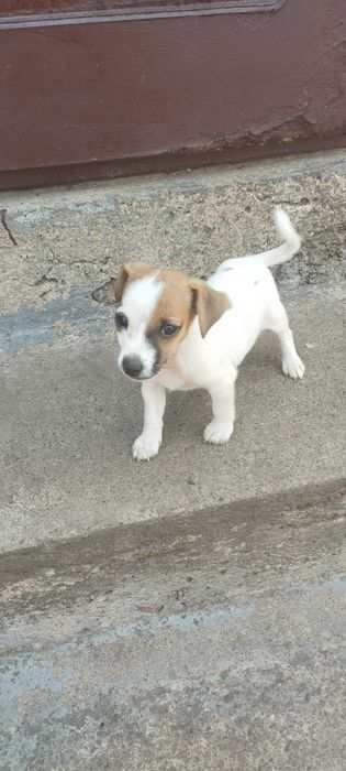 Джек Рассел тер'єр