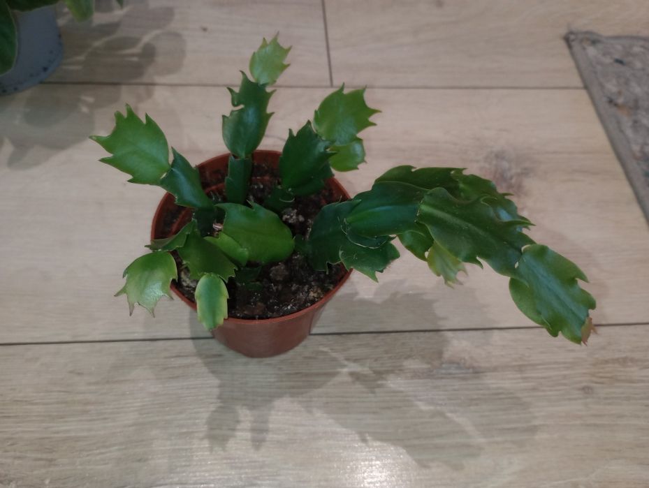 Fiołek afrykański + kalanchoe + grudnik czerwony, biały