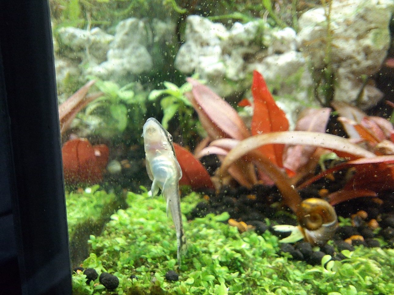 Aquario plantado 100x30x40cm