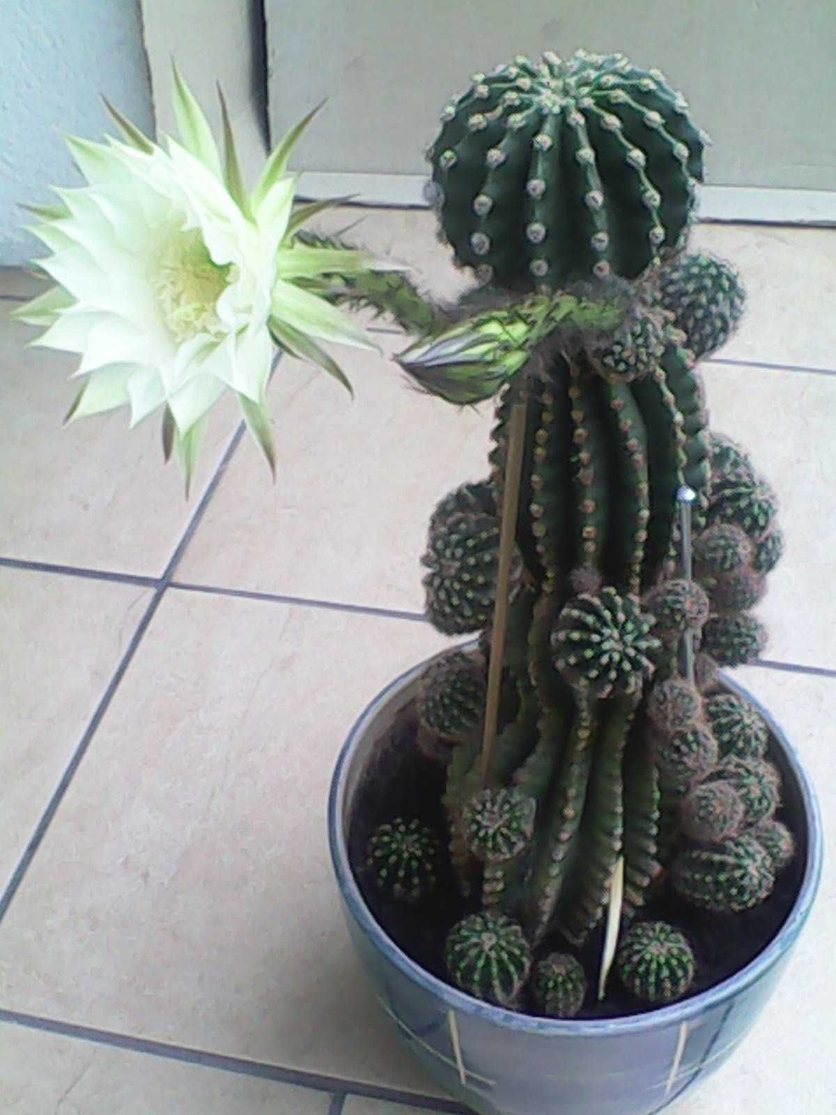 sadzonki kaktusa echinopsis