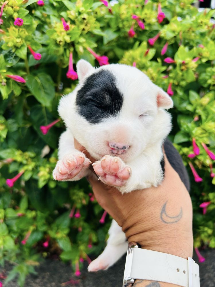 Excelente menina border collie tricolor