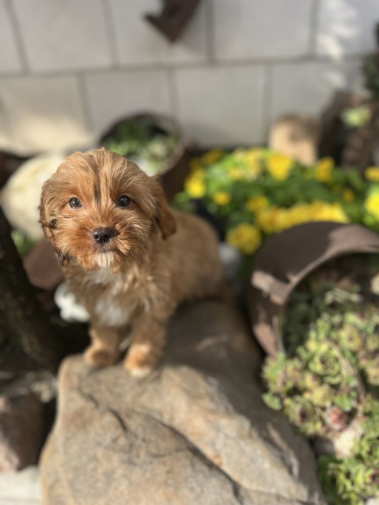 Cavapoo sliczny piesek do odbioru