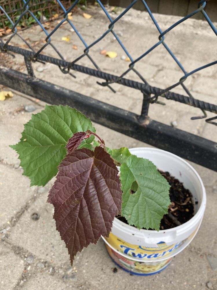 sadzonki drzew leszczyna, dąb, aronia, bergenia, brzoza i wiele innyc
