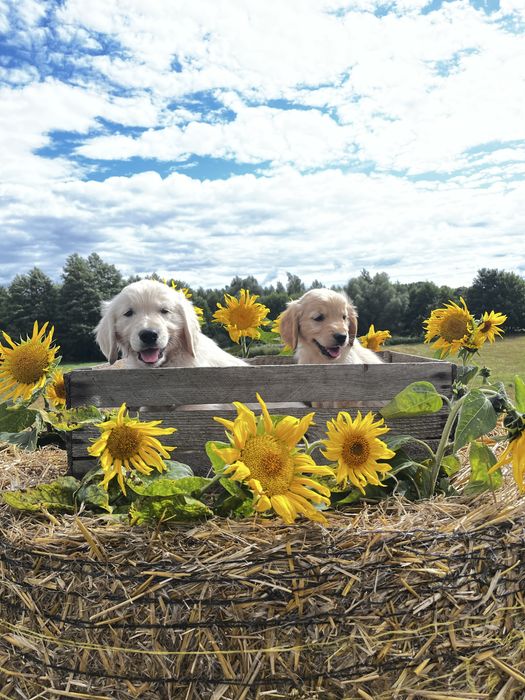 Golden retriever
