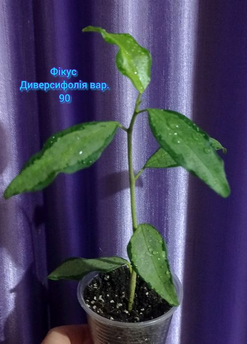 Фікус Диверсифолія вар., епіпремнум, сингоніуми, монстера