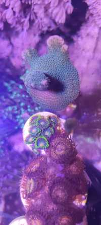 Montipora digitata green akwarium morskie koralowiec