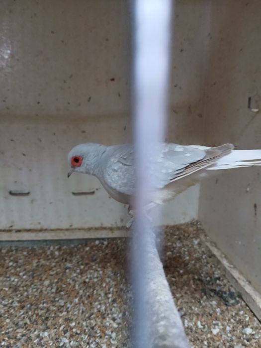 Golabki diamentowe 2 pary