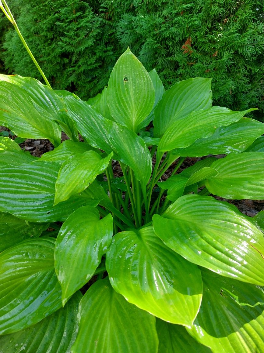 Funkia hosta lancetolistna fioletowe kwiaty