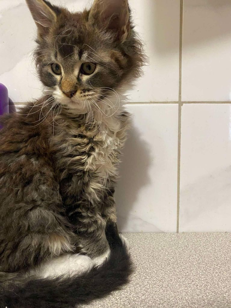 Kotka balbinka Maine coon